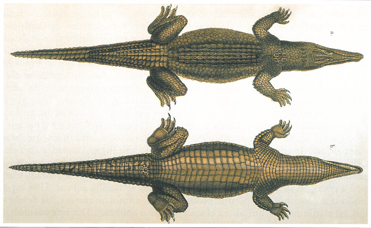 Alexander v. Humboldt