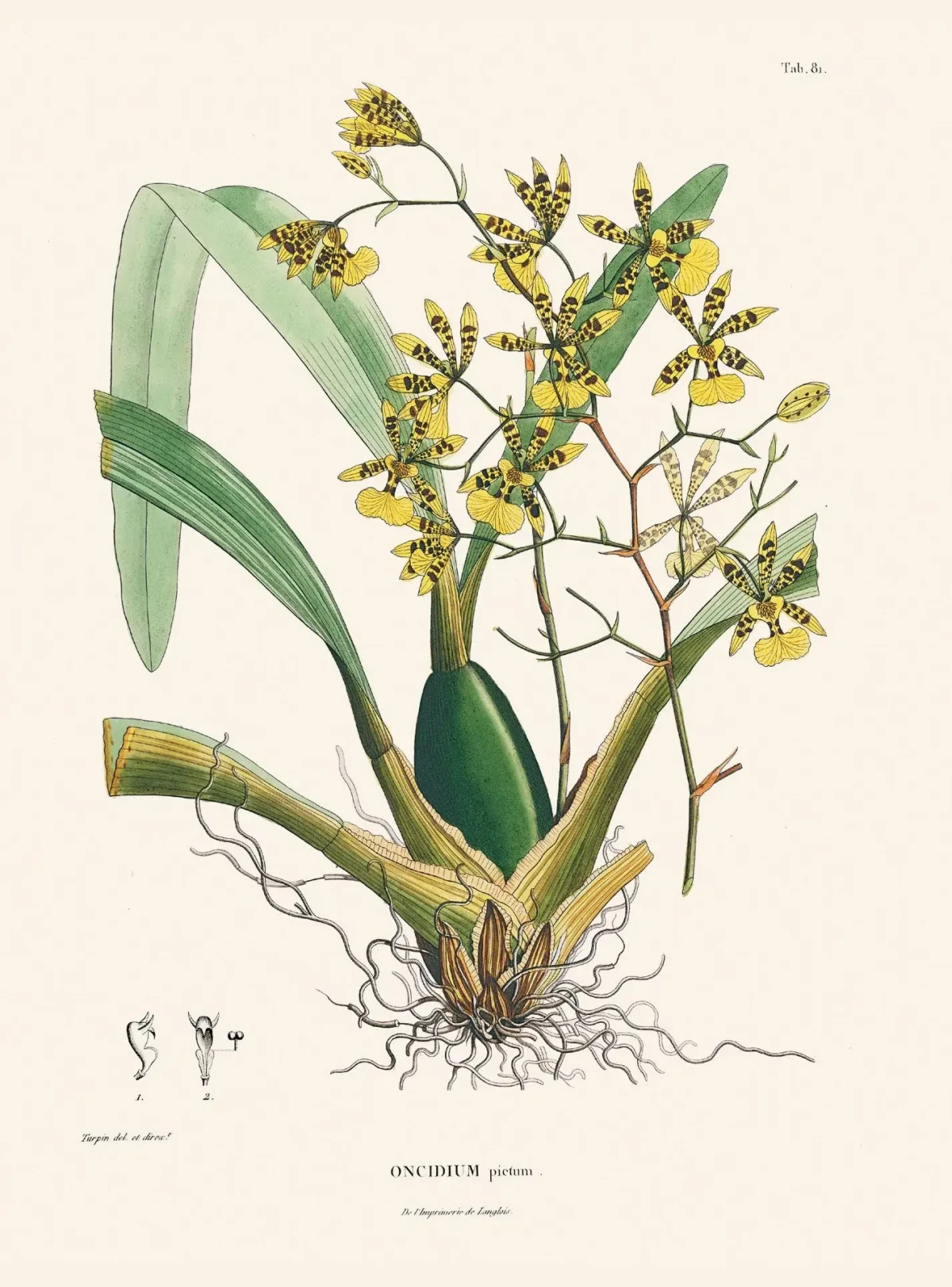 Alexander v. Humboldt