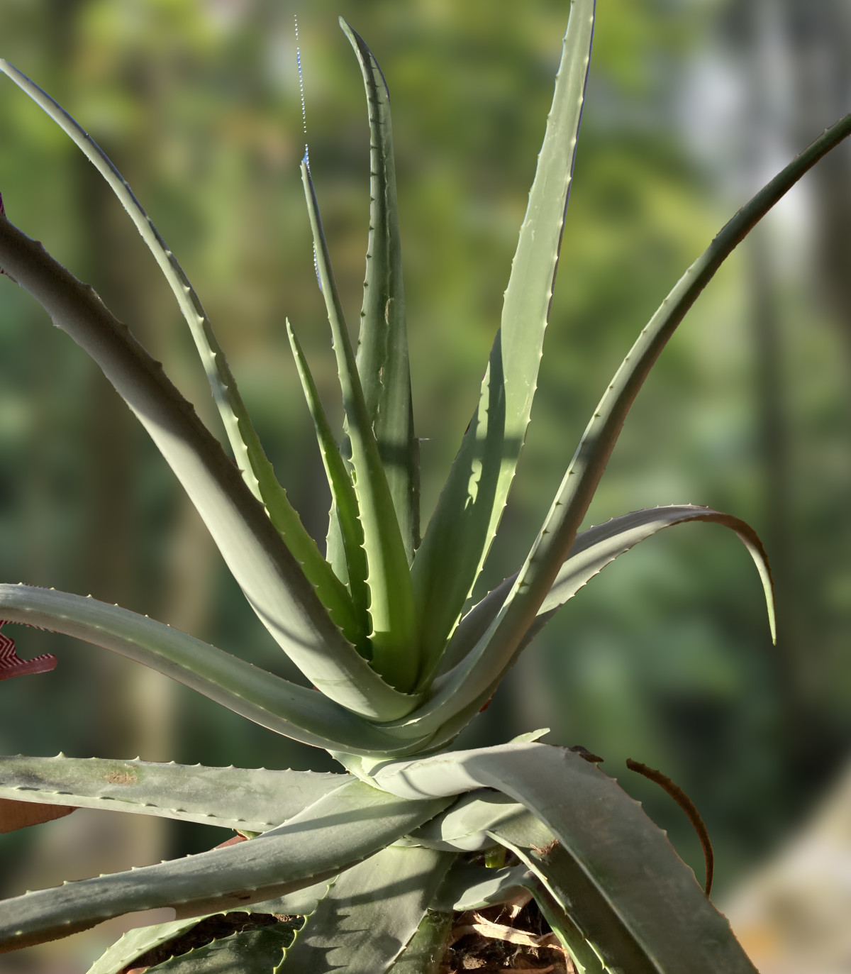Aloe vera