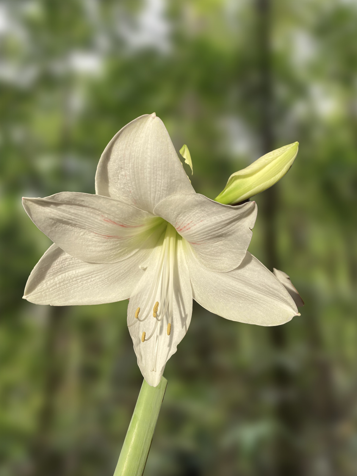 Hippeastrum